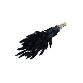 Dutch Dried Zwarte Setarea droogbloemen | Lengte ± 70 centimeter | Gewicht ± 150 gram