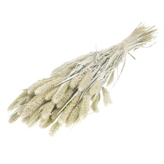 Dutch Dried White Misty Setarea droogbloemen | Lengte ± 70 centimeter | Gewicht ± 150 gram