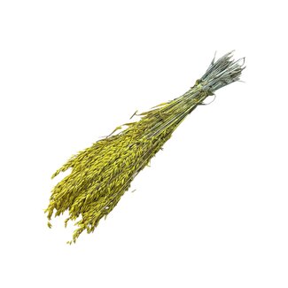 Dutch Dried Yellow Avena Oats dried flowers | Length ± 70 centimetres | Weight 150 grams