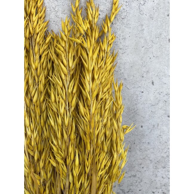 Yellow Avena Oats dried flowers | Length ± 70 centimetres | Weight 150 grams