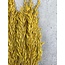 Gele Avena Haver droogbloemen | Lengte ± 70 centimeter | Gewicht 150 gram