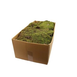 4A Dried Decoration Flat Moss | Colour: Green | Per 2 kilos