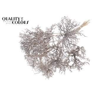 QC Dry Tree on stem Frosted White