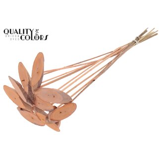 QC Wood oval Slice on stem Frosted Salmon