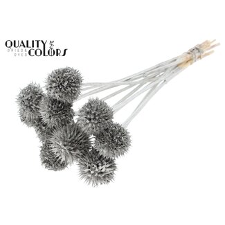 QC Lions Tail 10pc/bunch Platina