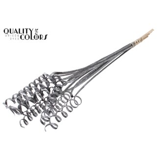 QC Cane Spring on stem Metallic Graphite