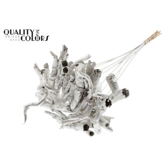 QC Gandiraj on stem Platina