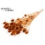 Cardi Distel Bleached 10pc/bunch 55cm Terracotta