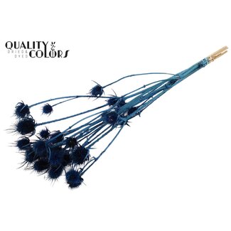 QC Cardi Distel Bleached 5pc/bunch 70cm Dark Blue