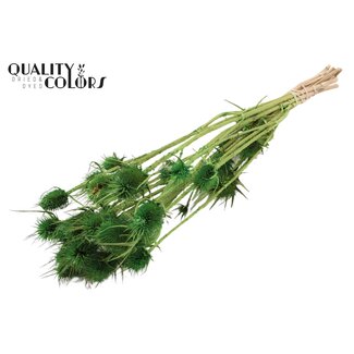 QC Cardi Distel Bleached 10pc/bunch 55cm Light Green