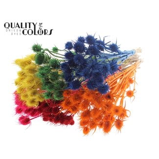 QC Cardi Distel Bleached 10pc/bunch 55cm Colour Mix