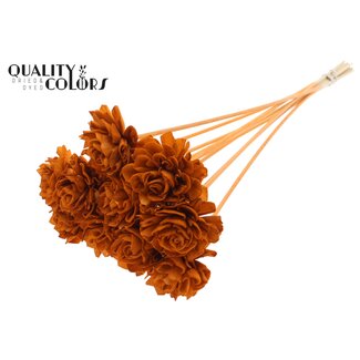 QC Shola Dhaliya 6cm on stem Terracotta