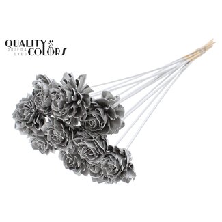 QC Shola Dhaliya 6cm on stem Platina