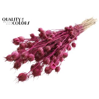 QC Nigella per bunch Lilac