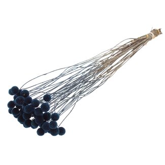 QC Craspedia Dried Blue