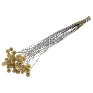 QC Craspedia Dried Frosted White