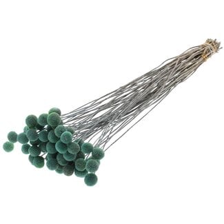 QC Craspedia Dried Frosted Light Blue