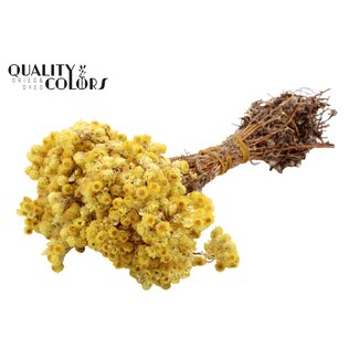 QC Immortelle per bunch Natural