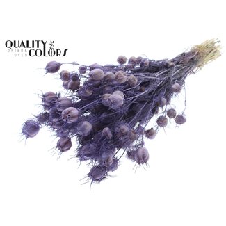 QC Nigella per bunch Frosted Milka