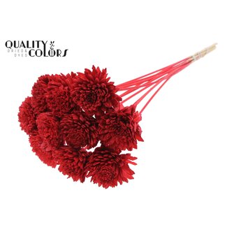 QC Shola Zinia Ø8cm on stem Red