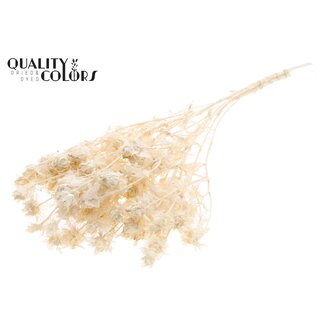 QC Carthamus per bunch Bleached