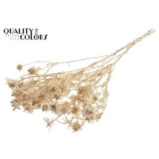 QC Carthamus per bunch Intense Frosted White