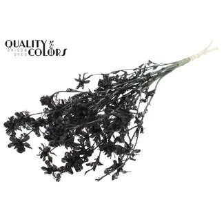 QC Carthamus per bunch Intense Black