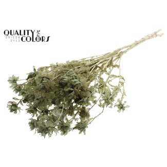 QC Carthamus per bunch Intense Olive