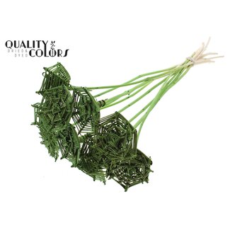 QC Lata Spiderweb hat type on stem Light Green