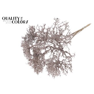 QC Dry Tree on stem Champagne