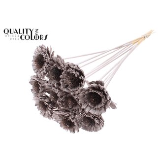 QC Shola Daisy Sunflower 6cm on stem Champagne