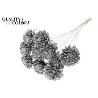 QC Shola Zinia 6cm on stem Platina