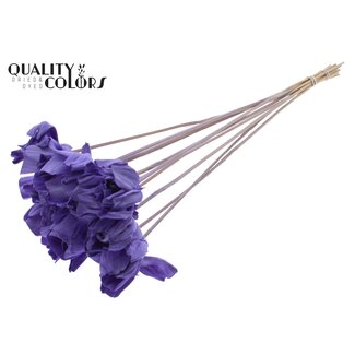 QC Shola Dear Holly 6cm on stem Milka