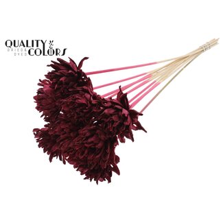 QC Shola Slice Pine 6cm on stem Burgundy