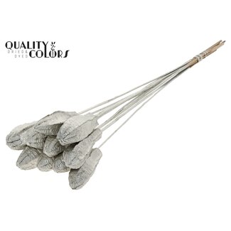 QC Mehogani on stem Platina