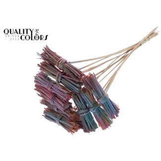 QC White Lady posy on stem Gradient Pink