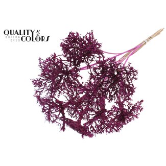 QC Dry Tree on stem Lilac