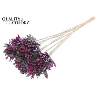 QC Shola Slice Pine 6cm on stem Splashed Light Blue/Cerise