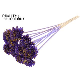 QC Shola Zinia 6cm on stem Splashed Purple/Yellow