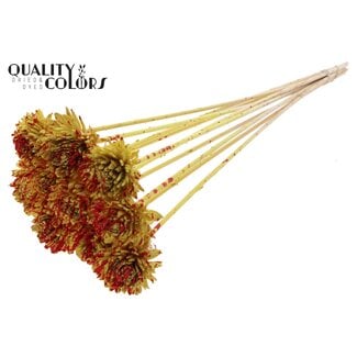 QC Shola Zinia 6cm on stem Splashed Yellow/Red