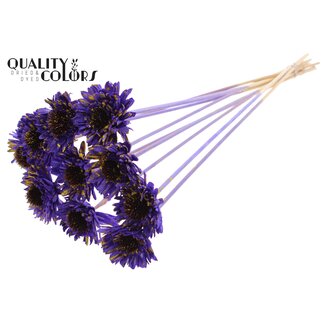 QC Shola Daisy Sunflower 6cm on stem Splashed Purple/Yellow