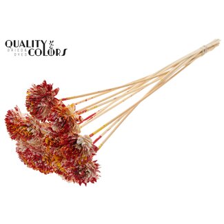 QC Shola Zinia 6cm on stem Multicolour Red/Yellow