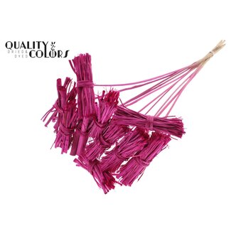 QC White Lady posy on stem Lilac