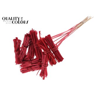 QC White Lady posy on stem Red