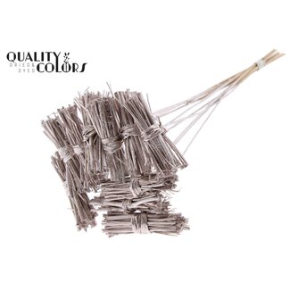 QC White Lady posy on stem Champagne