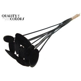 QC Wood oval Slice on stem Black