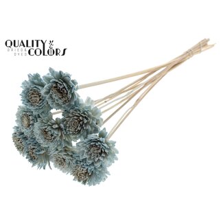 QC Shola Zinia 6cm on stem Light Blue