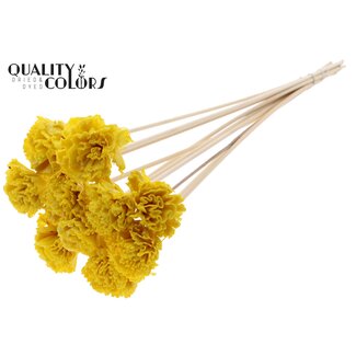 QC Shola Karnish Flower 6cm on stem Wax Yellow
