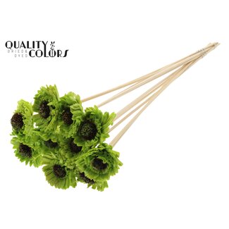 QC Shola Daisy Sunflower 6cm on stem Wax Light Green