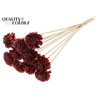 QC Shola Zinia 6cm on stem Wax Burgundy